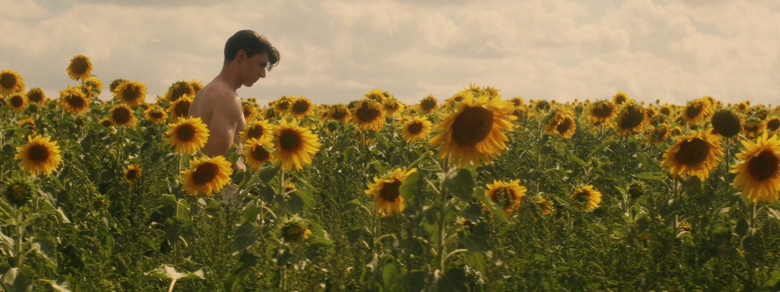 Image from 'Sunflower'