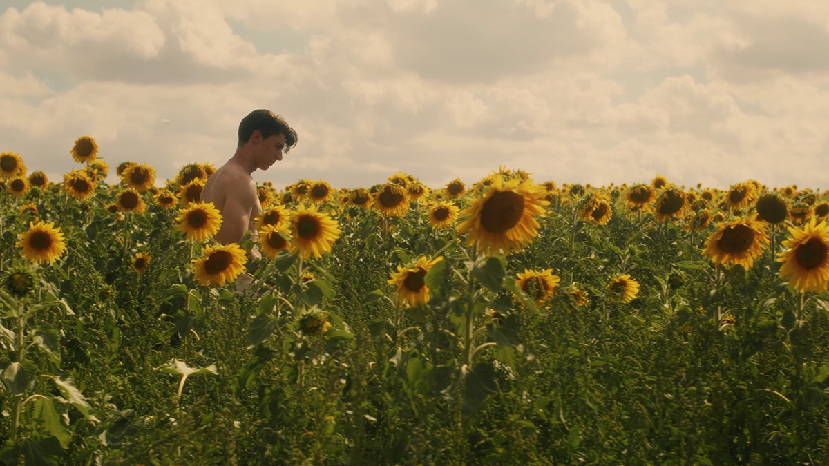Blooming in Suburbia: Gabriel Carrubba on Sunflower