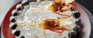 ANTS ON A SHRIMP: NOMA IN TOKYO