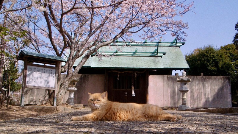 The Cats of Gokogu Shrine