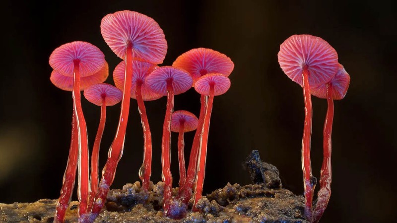 Fungi: Web of Life