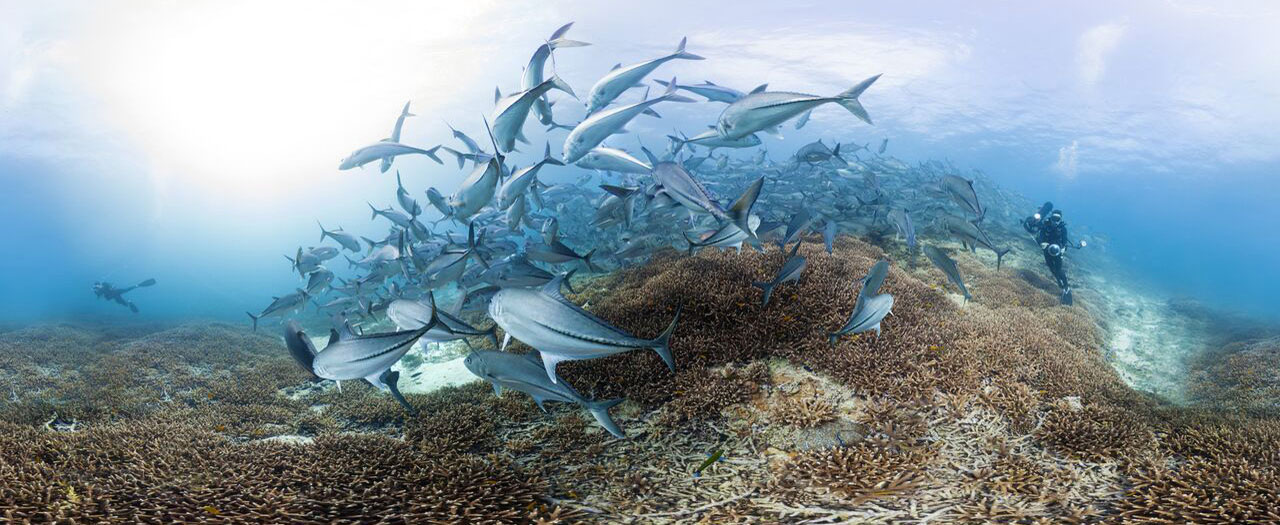 CHASING CORAL: The VR Experience